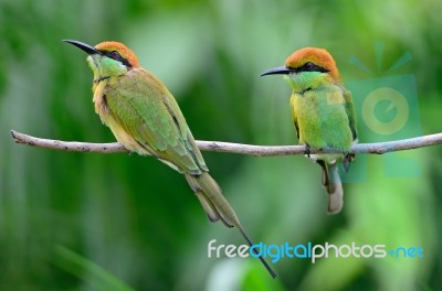 Little Green Bee-eater Stock Photo