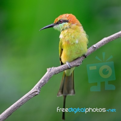 Little Green Bee-eater Stock Photo