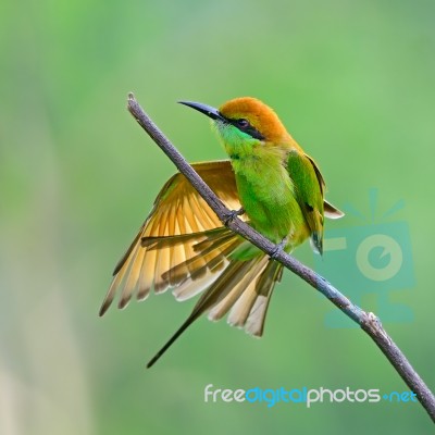 Little Green Bee-eater Stock Photo