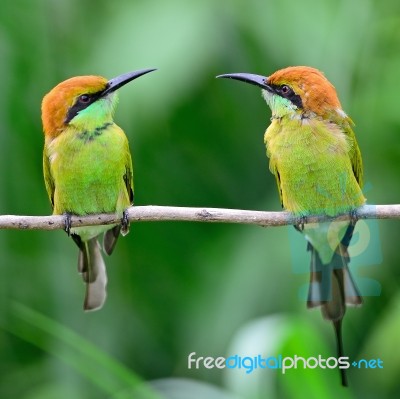 Little Green Bee-eater Stock Photo