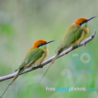 Little Green Bee-eater Stock Photo