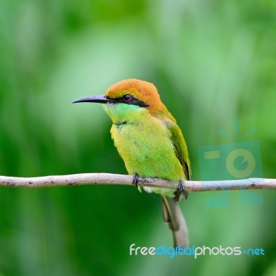 Little Green Bee-eater Stock Photo