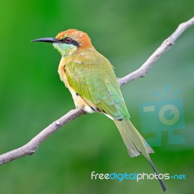 Little Green Bee-eater Stock Photo