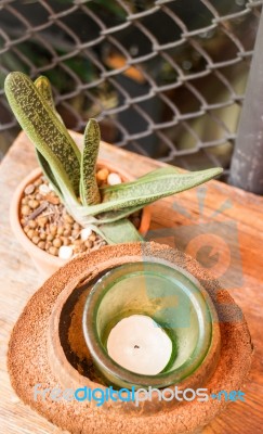 Little Green Plant Decorated On Wooden Table Stock Photo