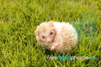 Little Hedgehog On Green Grass Stock Photo