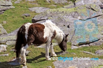 Little Horse Stock Photo