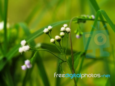 Little Ironweed Or Purple Fleabane Stock Photo