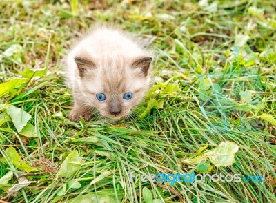 Little Kitten Running Around On The Grass Stock Photo