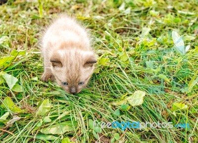 Little Kitten Running Around On The Grass Stock Photo