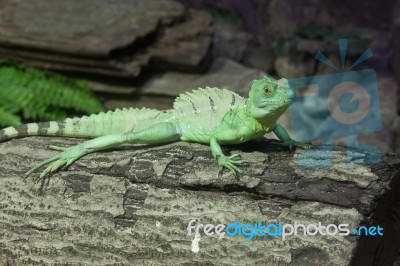 Little Lizard On A Stick  Stock Photo