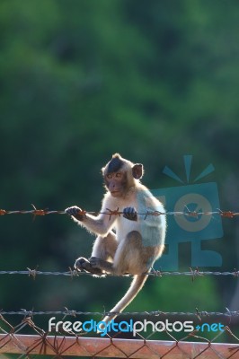 Little Monkey Climbing On Steel Fence Against Blurry Background Stock Photo