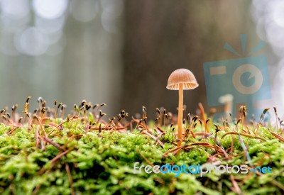 Little Mushroom Stock Photo