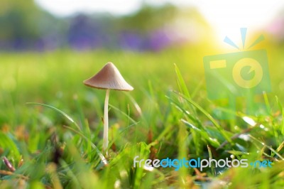 Little Mushroom On Grass Stock Photo