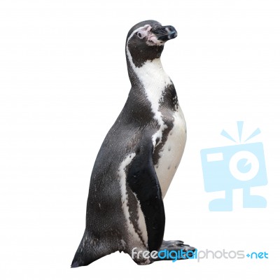 Little Penguin Isolated On White Background Stock Photo