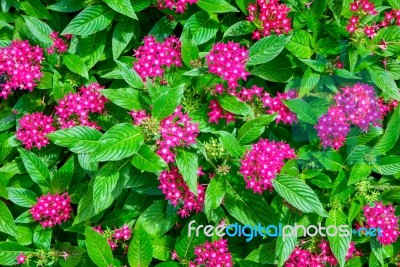 Little Pink Daisy Flower Vibrant Color With Leaves Stock Photo