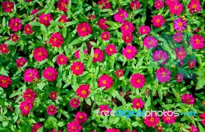 Little Pink Daisy Flower Vibrant Color With Leaves Stock Photo