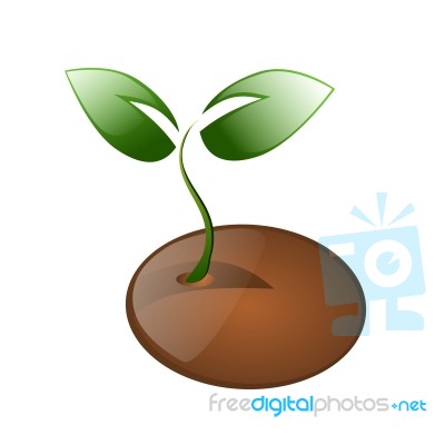 Little Plant And Seed Isolated Stock Image