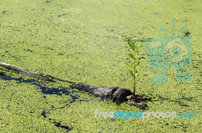 Little Plant Growth On Dead Tree Stock Photo