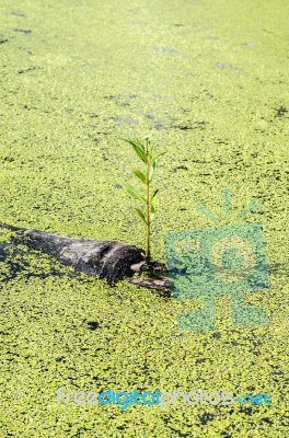 Little Plant Growth On Dead Tree Stock Photo