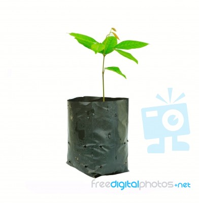 Little Plant In Black Pot Stock Photo