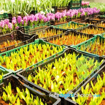 Little Plants Of Tulip In A Garden Stock Photo