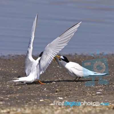 Little Tern Stock Photo