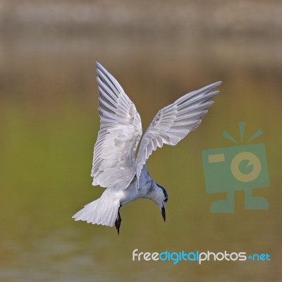 Little Tern Stock Photo