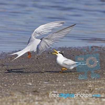 Little Tern Stock Photo