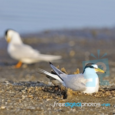 Little Tern Stock Photo