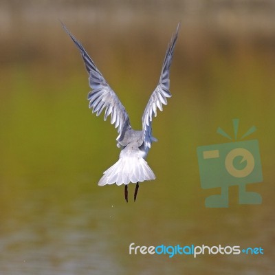 Little Tern Stock Photo