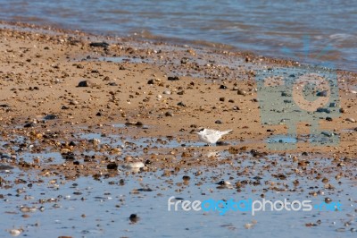 Little Tern Juvenile (sternula Albifrons) Stock Photo