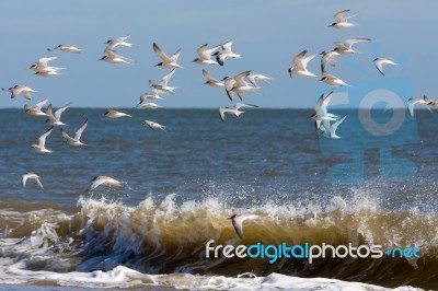 Little Terns (sternula Albifrons) Flying Along The Beach At Wint… Stock Photo