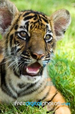 Little Tiger Stock Photo