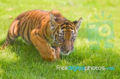 Little Tiger Stock Photo