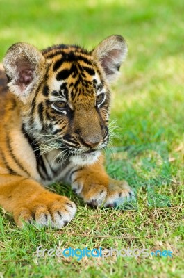 Little Tiger Stock Photo