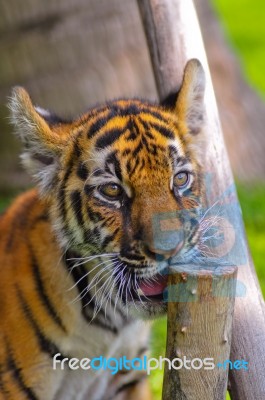 Little Tiger Stock Photo