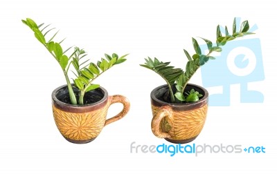 Little Tree In Clay Pot Stock Photo