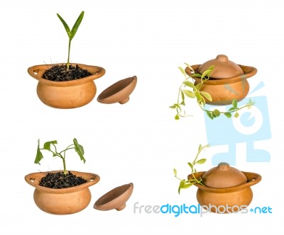 Little Tree In Thai Pottery Stock Photo