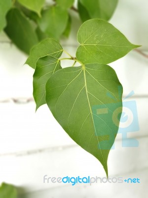 Live Green Pho Leave Stock Photo