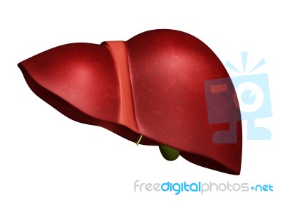 Liver    Stock Image