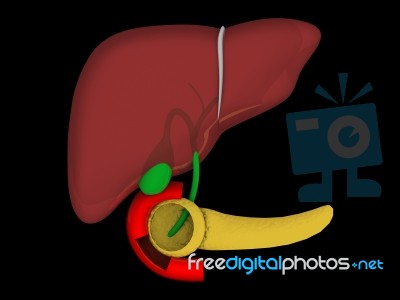 Liver. Structure Of The Human Liver Stock Image