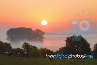 Livestock Grazing In Countryside Stock Photo