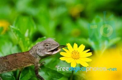 Lizard Eating An Insect Stock Photo