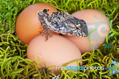 Lizard Emerging From Its Egg Stock Photo