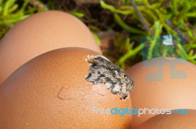 Lizard Hatching Stock Photo