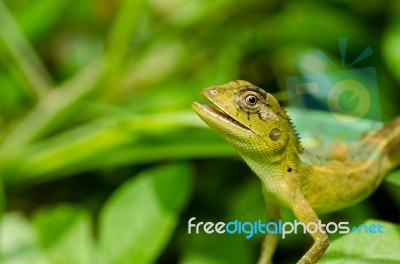 Lizard In Green Nature Stock Photo