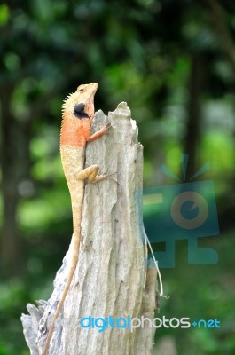 Lizard On Cactus Stock Photo