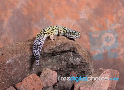 Lizard On Rock Stock Photo