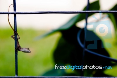 Lizard Resting On A Metal Trellis Stock Photo