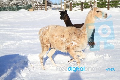 Llama And Alpaca In The Snow Stock Photo